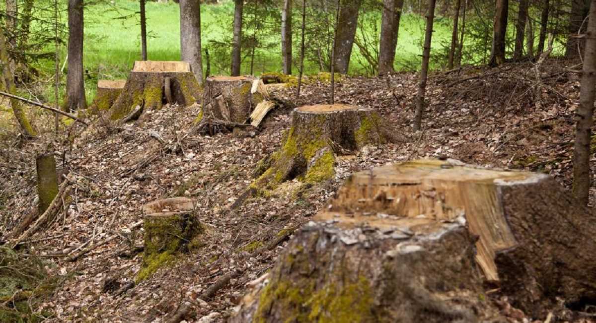 हर तीन में से एक पेड़ पर मंडरा रहा है खतरा